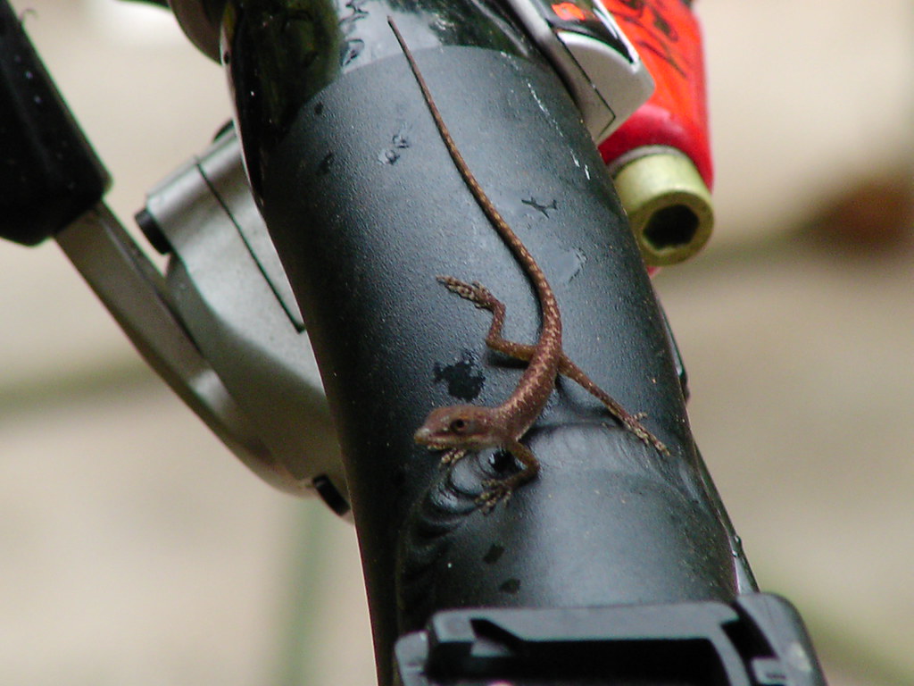 Biker Lizard