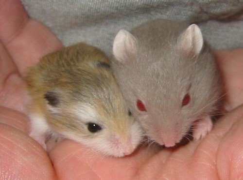 Hamster Summit On The Left Is A Roborovski Hamster Baby An Flickr,Chicken Dressing Casserole Recipe