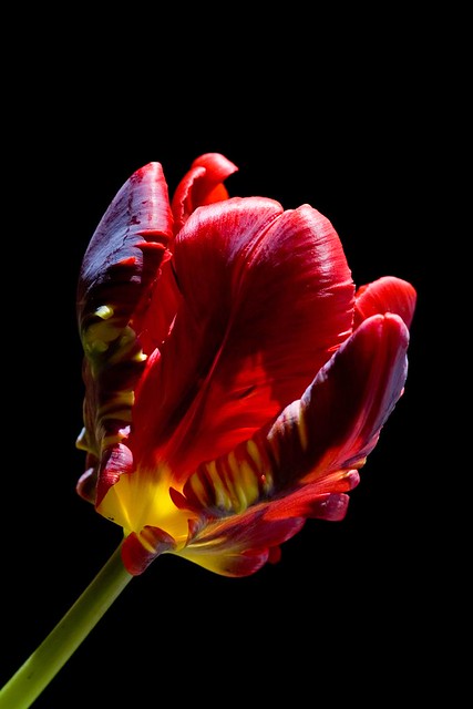 Crazy Tulip