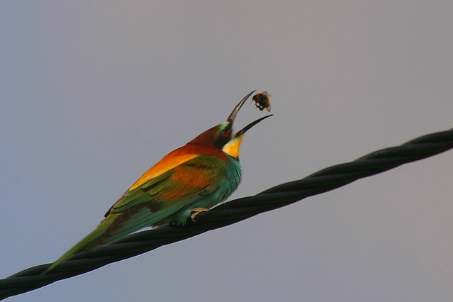 Abelharuco - Bee-eater - Merops apiaster