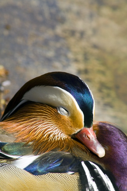 Sleepy colourful duck