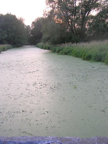Swamp by Chompzilla, sunset canada swamp