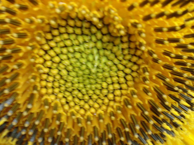 NSD macro sunflower  jeudi018