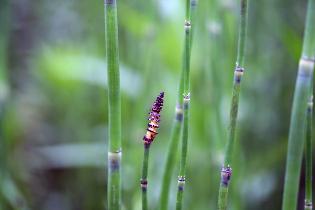 Common Horsetail 砥草 Equisetum Hyemale トクサ 砥草 トクサ科 トクサ属 Flickr