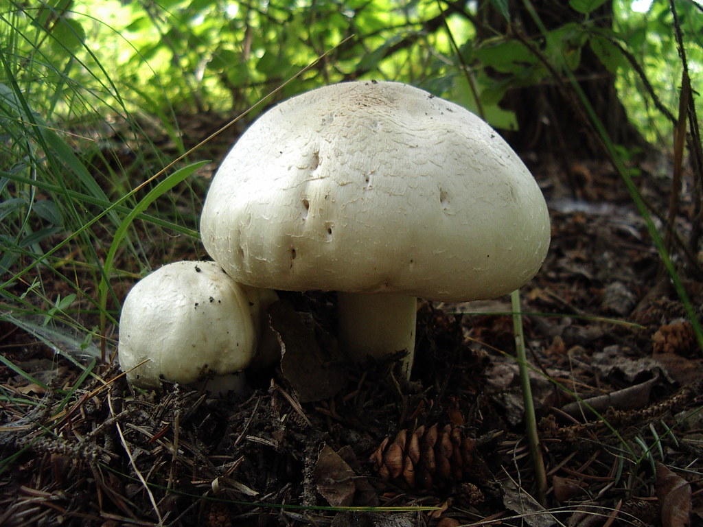 Mushrooms