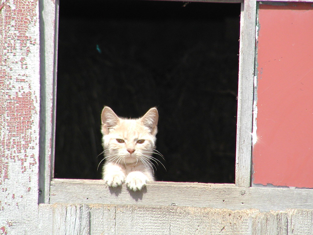 Cat Closeup