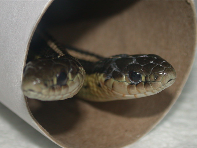 Butler's Garter Snakes | Four years old, thriving, and less … | Flickr