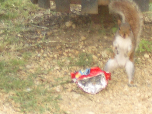 attack squirrel | by thetbone