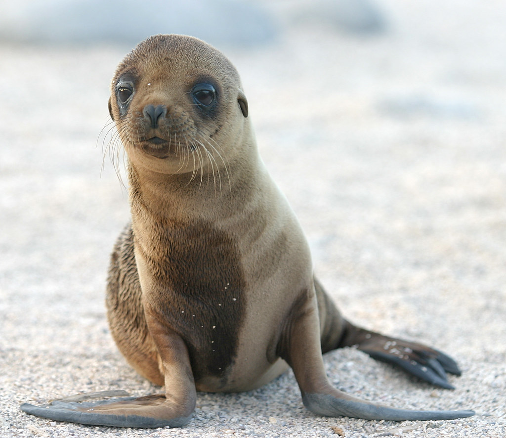 Sea Lion Pup | The Galapagos Islands provide absolutely amaz… | Flickr