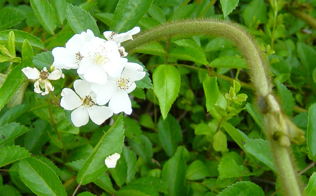 Blackberry flowers with kudzu tendril