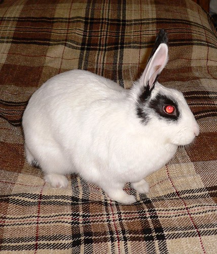 Alphie | My Lovely Bunny,I haven't ever seen such a POLITE p… | Flickr