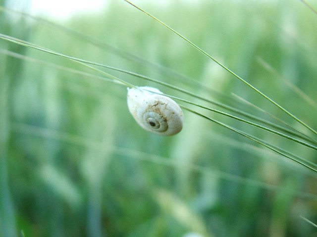 The snail's climb