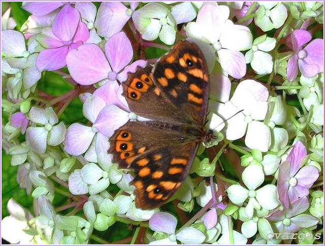 Hydrangea & Butterfly