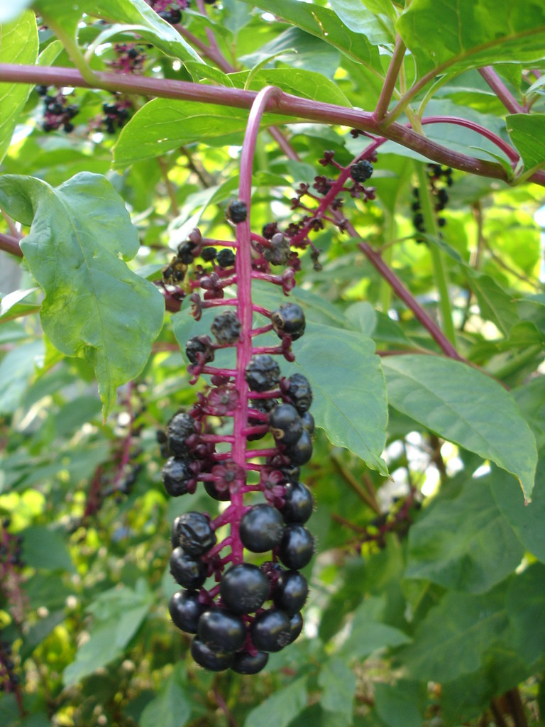wild berries? | non-edible | Mare | Flickr