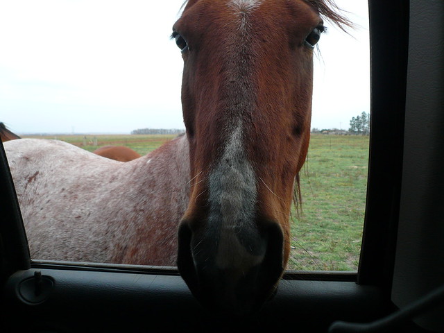 Horse through car window