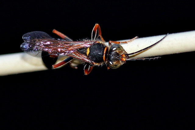 Wasp #3