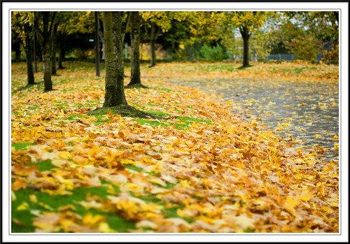 Fall by deesarus