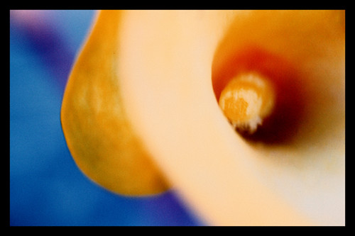 Calla Lilly macro | by C Frances Photography