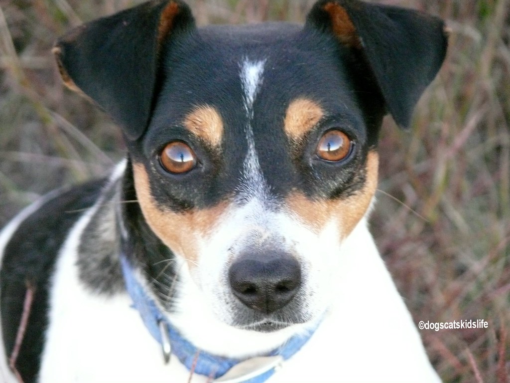 Boo the Rat Terrier... | Parker took this candid snapshot of… | Flickr