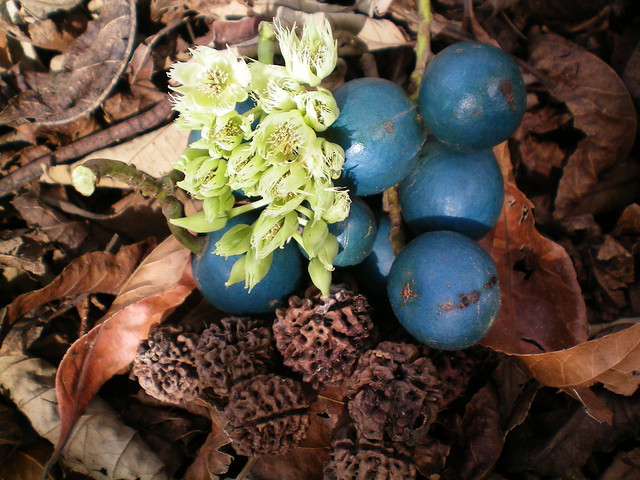 Elaeocarpus grandis - (Elaeocarpus angustifolius) - Blue Quandong