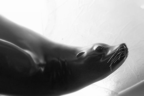 wild sculpture animals zoo rochester seal sealion monroecounty senecaparkzoo spz rockycoasts