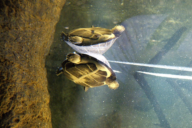 Turtle reflections