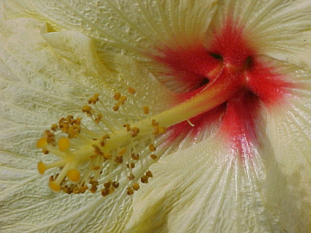 Hibiscus: YELLOW