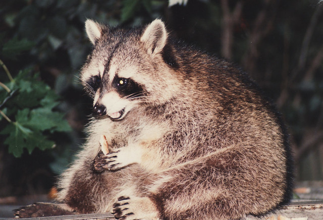 Fat Raccoon - a photo on Flickriver