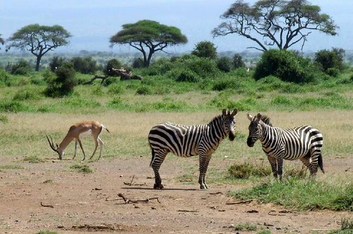 Plains zebra and grant's gazelle