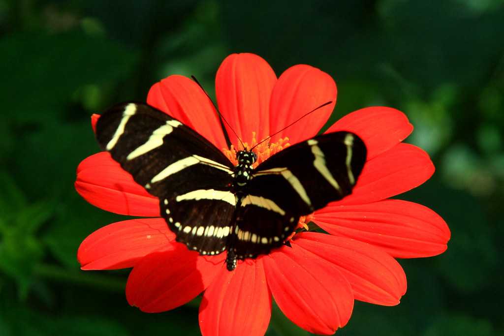 Butterfly Taken at the Memphis Zoo Frank Flickr
