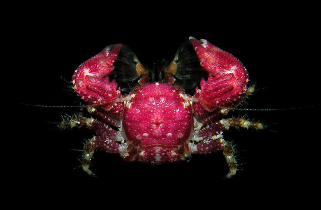 Coral porcelain crab (Petrolisthes jugosus), Utila, Honduras