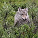 Flickr photo 'A wolf hunting in Denali' by: Árdís.