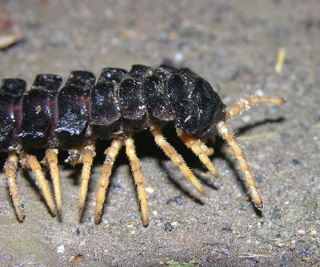 Polydesmid millipede, close-up of the head, Ecuador