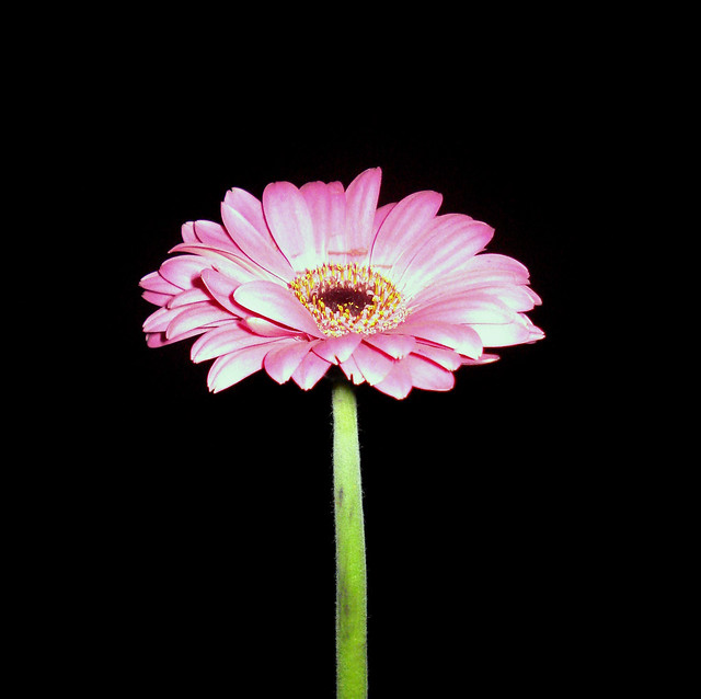 jus'a gerbera who's a little in the dark