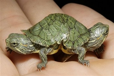 Two Headed Turtle | Two-headed red slider turtle at Big Al's… | Flickr