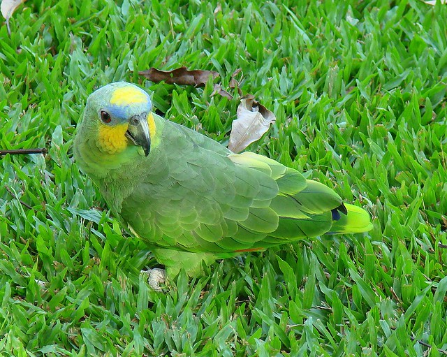 Loro Guaro [Orange-winged Parrot] (Amazona amazonica)