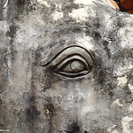 The eye of an elephant