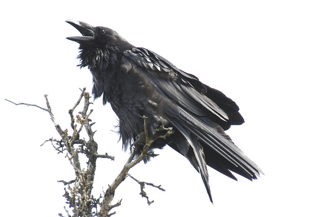 Yukon Raven