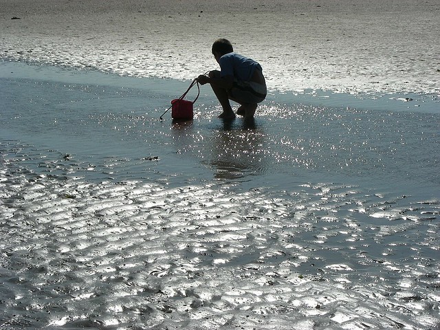 Collecting mussels