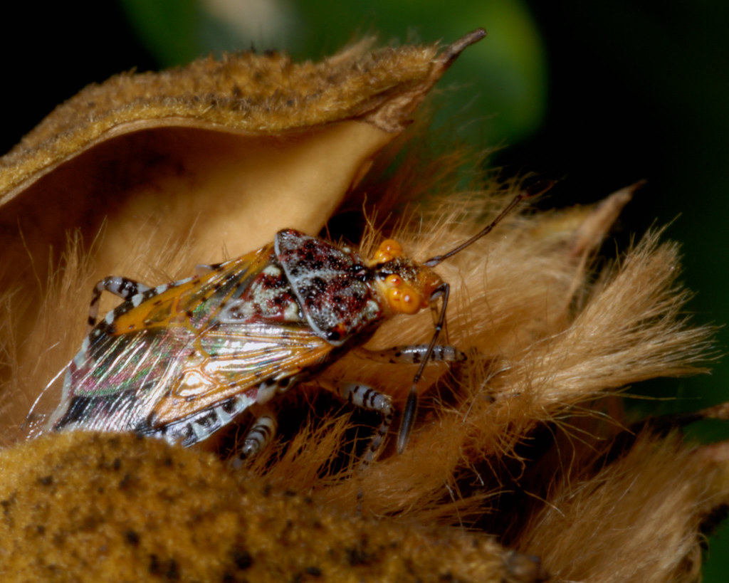 Pod Mining Insect Emerging from the Pod | What are these? They appear to be a … | Flickr