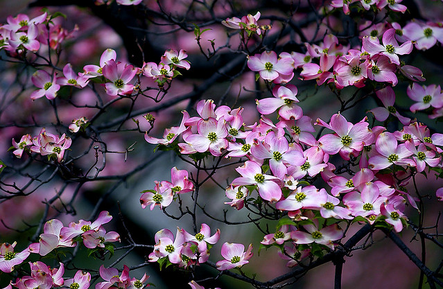 Cherry Blossoms with 70-200 VR Nikkor
