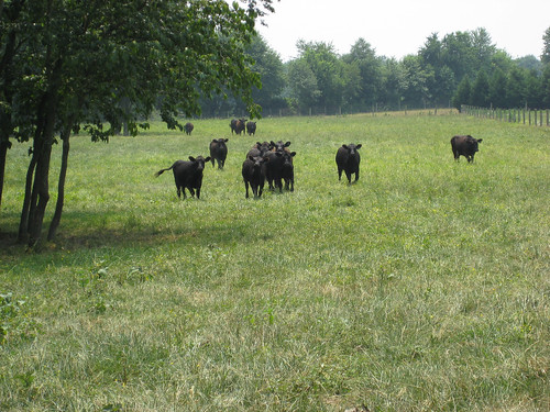 black cattle cows angus pasture dsu