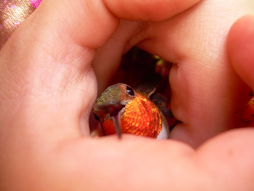 cacia rescued this and 2 others | by Jeness May