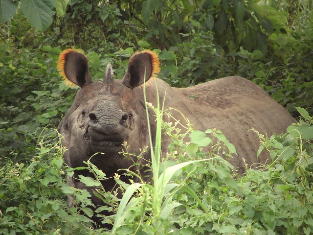 Indian Rhino at Chitwan Nat. Park Nepal