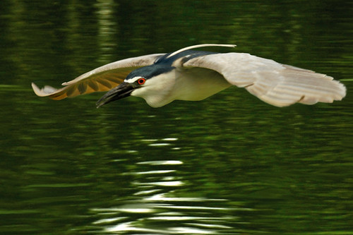 suavely... gliding ♫ heron from bali♫ by bocavermelha-l.b.