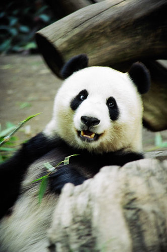 Panda Flickr Panda | Sabine Penisson | Flickr