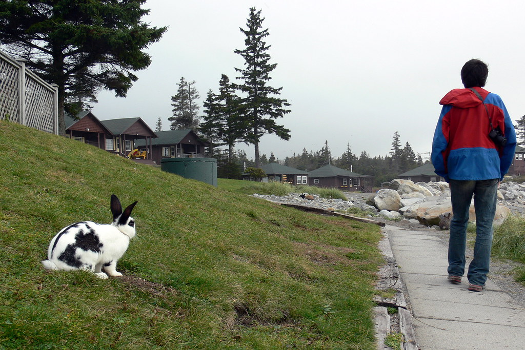 Walk In Rabbit Human Rabbit Ponders Walking in Humans | I really think this rabbi… | Flickr