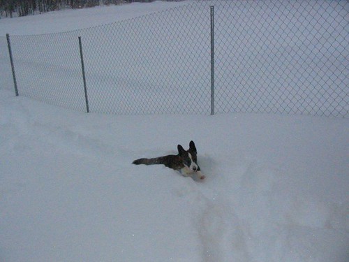 Millie in snow | by scwtbarb
