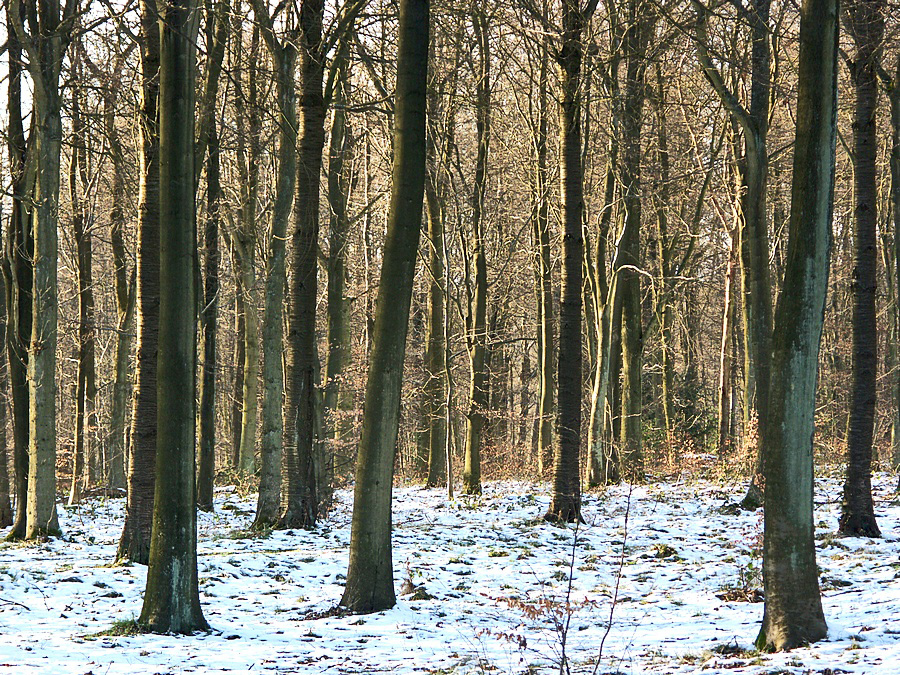 A  sprinkling of snow in the woods by algo