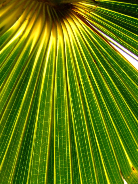 Green palm fronds macro